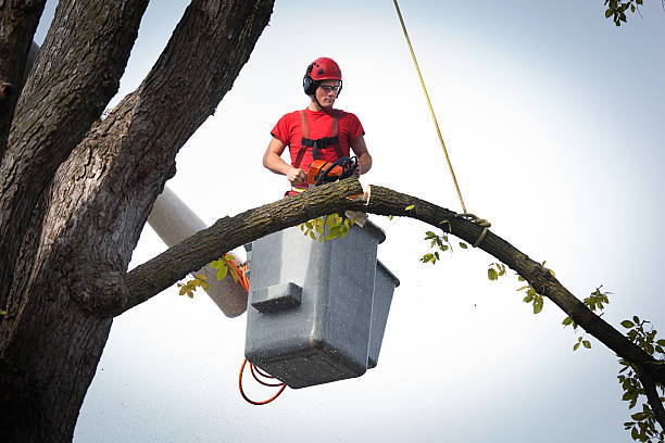 Best Affordable Tree Service  in Churchill, PA